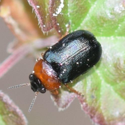 Réf. 271 117 : Smaragdina salicina